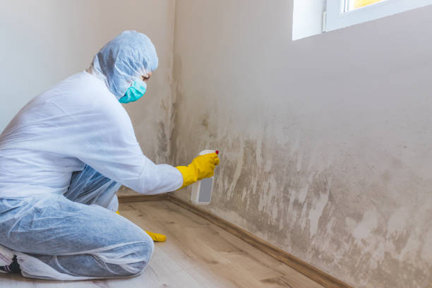 Licensed Commercial Mold Remediation service in Hollywood, MD - WQB Mold Removal